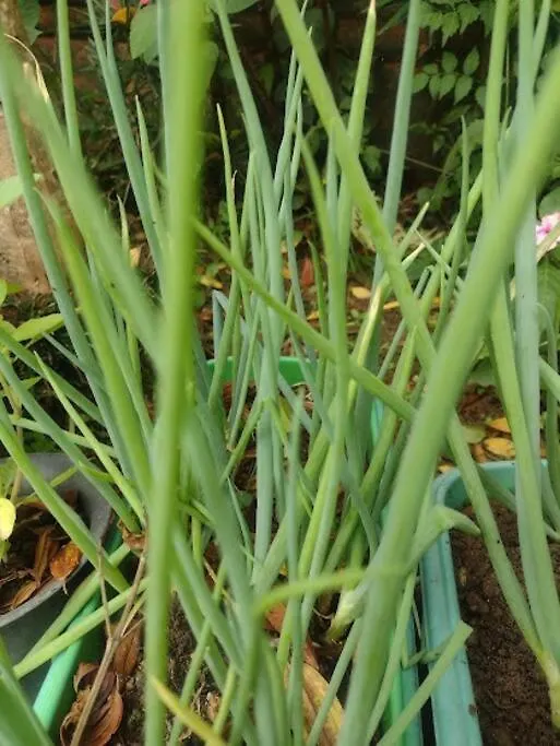 Prázdninový dům Gartenhaus São Bento do Sul